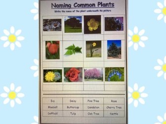 KS1 Naming Common Plants and Trees