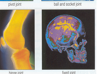 Joints of the skeleton