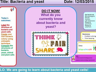 Bacteria and yeast cells