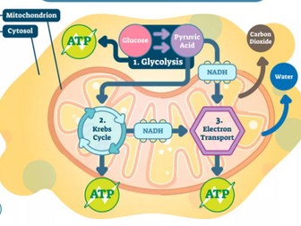 IGCSE 12- RESPIRATION
