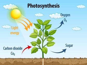 KS3 SCIENCE PHOTOSYNTHESIS WORKSHEET AND ANSWER