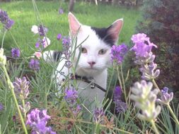 Read Write Inc Grey Level The Lion's Paw | Teaching Resources