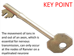 Topic 6.2: Nervous coordination (AQA A-level Biology) | Teaching Resources
