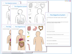 Digestive System Label Worksheets