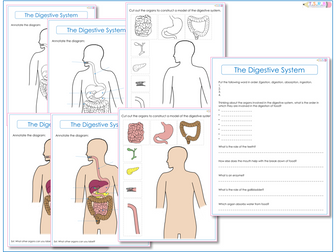 Digestive System Label Worksheets
