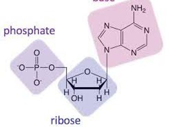IB Biology A1.2 Nucleic Acids