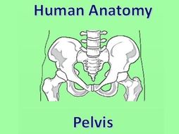 Human Anatomy Quiz: Pelvis
