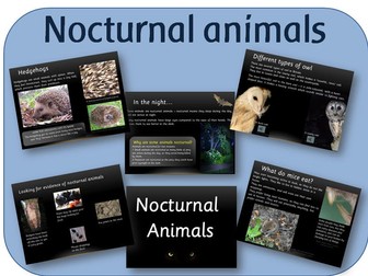 Nocturnal animals powerpoint