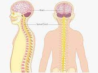 Central Nervous System Lesson Plan (for Year 12, includes powerpoint presentation)