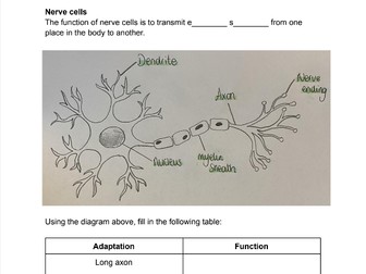 Animal cell specialisation