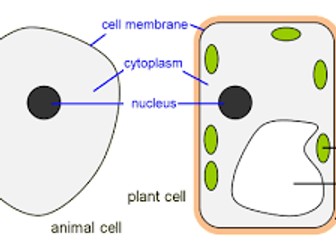Plant and Animal cells