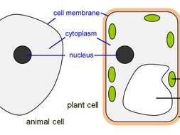 Four lessons covering microscopes, cells, specialised cells and ...