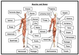 GCSE PE - OCR (9-1) - Combined Muscles and Bones Worksheet (Includes