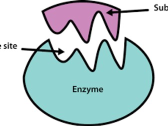 Biology: Enzymes Core Practical - GCSE Exams