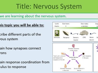 Nervous System Lesson GCSE Biology