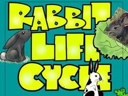 STEM - Be a Rabbit Detective - Life Cycle, Biomimicry, Inspiration for Ideas