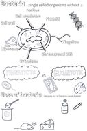 Bacterial Cells Knowledge Organiser | Teaching Resources