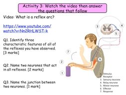 10.3 and 10.4 Reflex actions and the brain NEW GCSE Biology ...