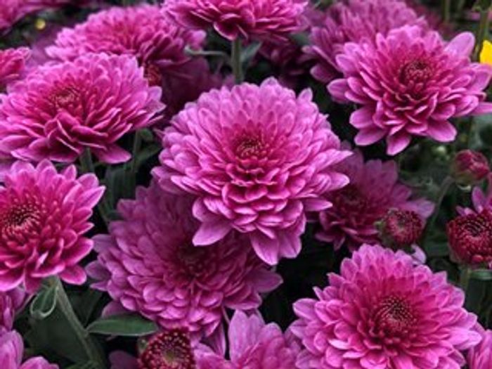 Odour Of Chrysanthemums SOW | Teaching Resources