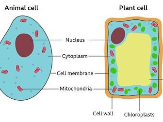 KS3 Organisms Cells