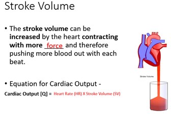 AQA GCSE PE - Chapter 1B  - The Cardio-respiratory System
