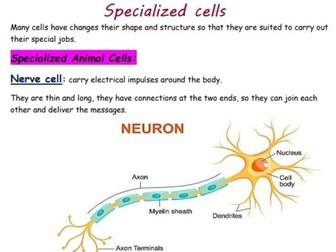 Year 7 Biology Cambridge Notes