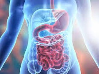 Unit 4 OCR Anatomy and physiology LO3 Digestive