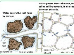 Biology revision worksheets with answers for IGCSE | Teaching Resources