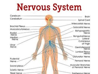 Nervous system lesson and questions