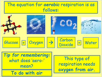 AQA Biology Unit 4 - L1 Aerobic Respiration