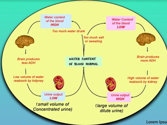 A Level Biology -Kidney -Osmoregulation