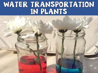 Water Transportation In Plants