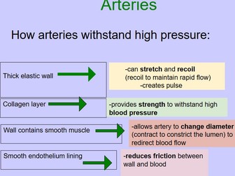 AS Biology Unit 1 (International) Blood Vessels