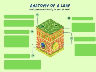 anatomy of a leaf