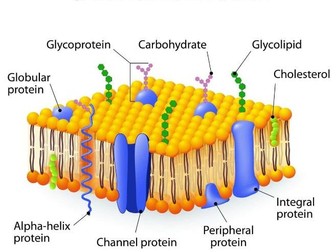 Edexcel iA Level Membranes & Proteins