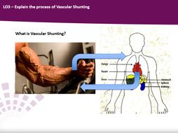 Blood Distribution and Vascular Shunting