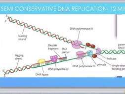 DNA replication and the Semi-conservative model | Teaching Resources