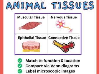 ANIMAL TISSUES ( connective, muscular, nervous & epithelial)