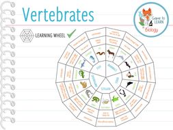 vertebrates ks2 wheel learning