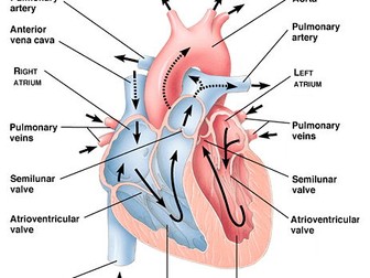 NEW AQA AS Biology Chapter 7 Bundle