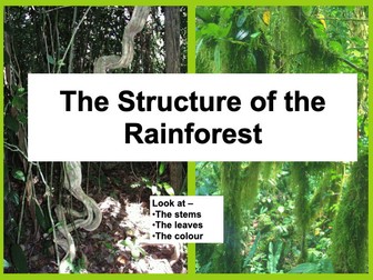 The Structure of the Rainforest