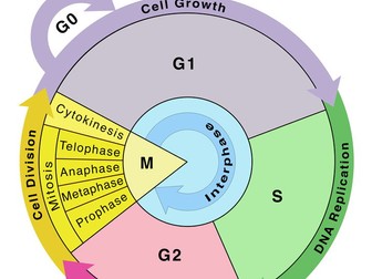 Cell Cycle – Interphase (G1, S & G2) | Checkpoints & Regulation | A Level Biology Lesson pptx