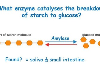 Enzyme Practical