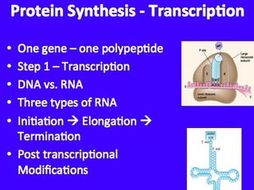 Transcription - DNA Replication - A Senior Biology PowerPoint Lesson & Notes