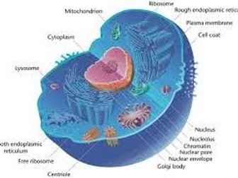 o level biology: Cell structure