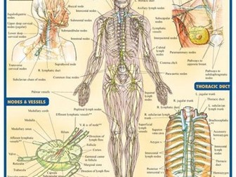 Lymphatic and Immune System Booklet