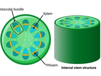 Xylem and Phloem