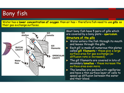 OCR A level Biology (H020) - Module 3 Exchange and Transport - Gas exchange in other organisms