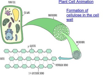 Cellulose Structure  & Plant Cell Walls - Edexcel IAS/IAL Biology -  4.2-4.4