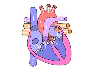 GCSE PE || Cardiovascular Lesson